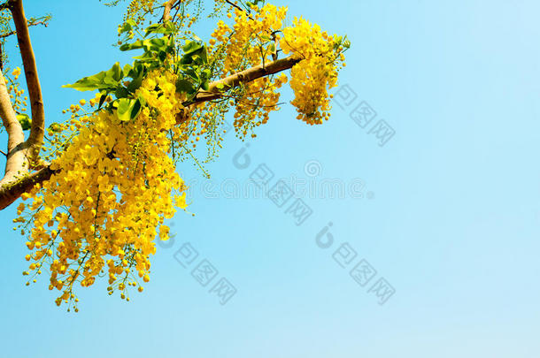 金色的<strong>花洒</strong>，黄色的花，美丽的花