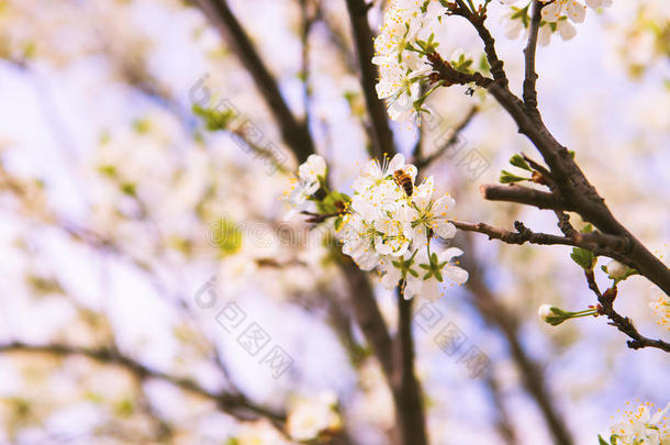 在自然背景上开花树。 春天的花朵。 春天回来了