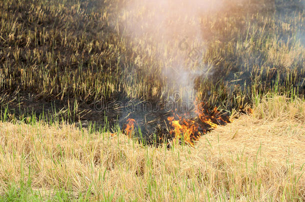 大火后田野里烧焦了草。 关门。