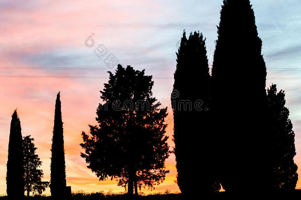 托斯卡纳的松树对抗日落的天空