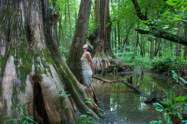 大柏树，缓存河州自然区，伊利诺伊州，美国