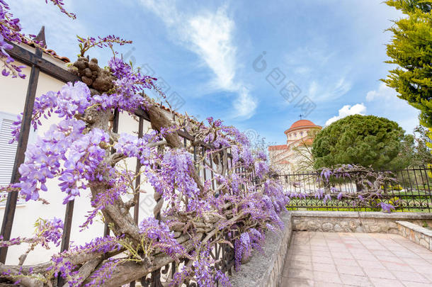 希腊篱笆上盛开的蓝色中华紫藤