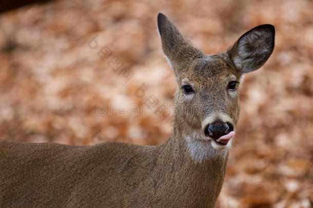 有趣的图片可爱的鹿与舌头