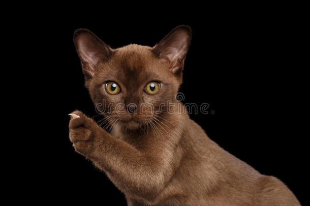 特写缅甸小猫在凸起的爪子上显示爪子，黑色孤立