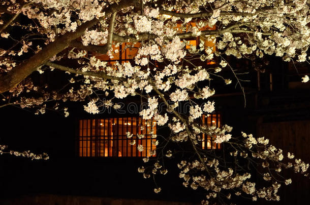 樱花，夜景。 日本京都。