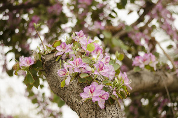 盛开紫色<strong>紫荆花</strong>，兰花树