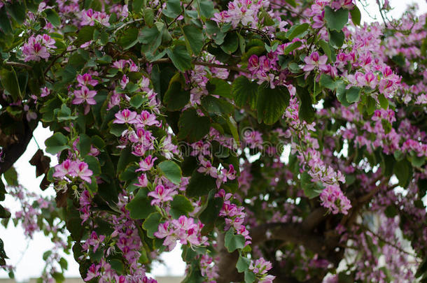 盛开紫色紫荆花，兰花树