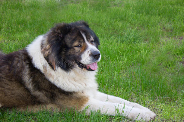 院子里的成年白种人牧羊犬