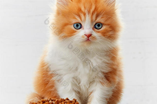 美丽的英国长发小猫和猫食碗