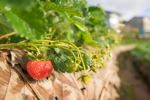 草莓地里的新鲜草莓