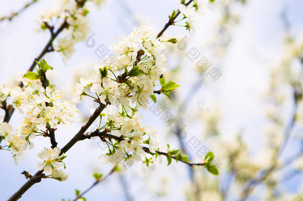 在自然背景上开花树。 春天的花朵。 春天回来了