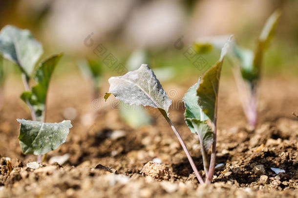 油菜花植物在新犁和施肥的土壤