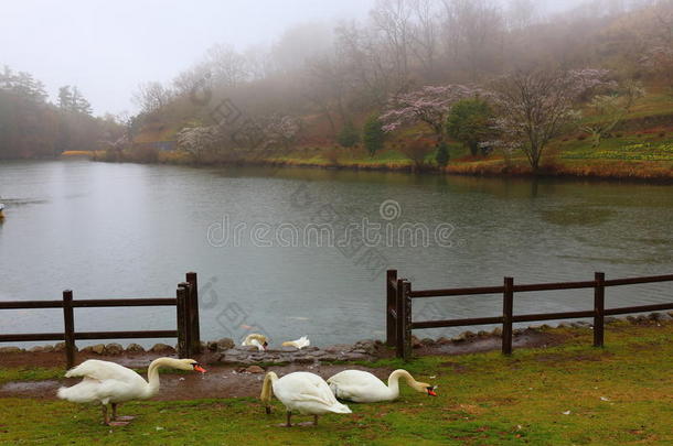 贝普樱桃秋雨湖新谢克尔