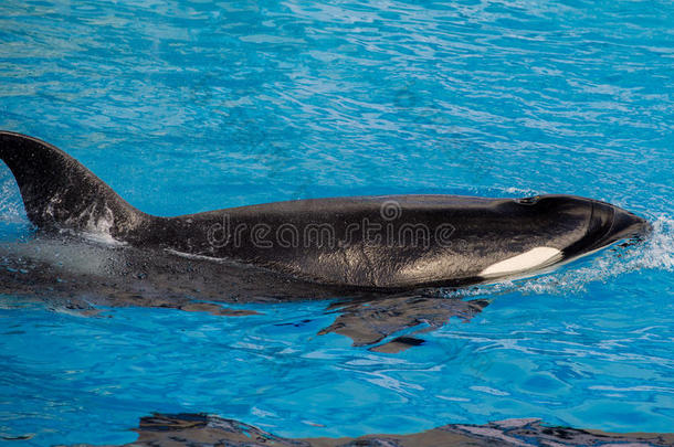 动物黑色蓝色俘虏鲸目动物