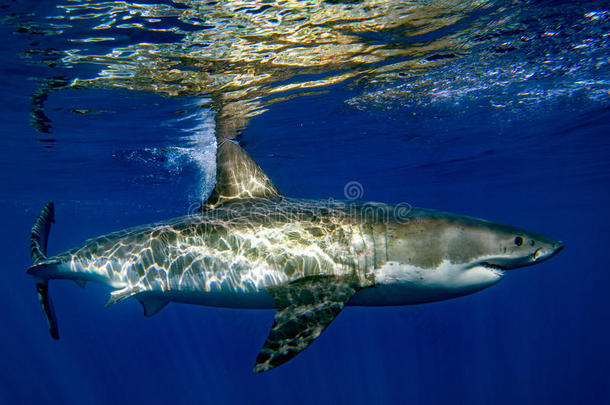大白鲨准备攻击