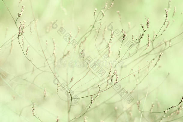 细腻的背景与田野植物在柔和的光线下。 软格里