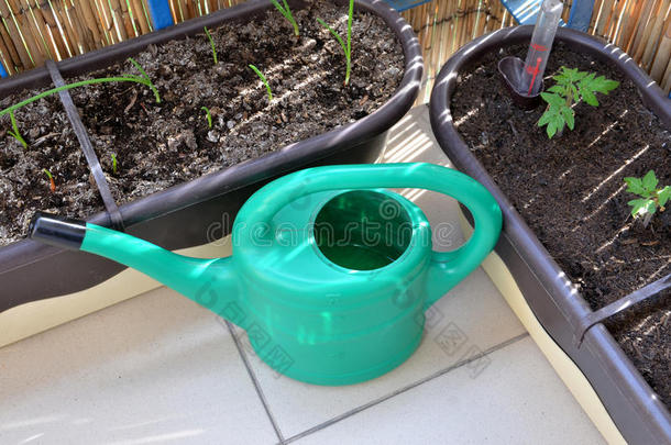 绿色浇水罐和幼苗（番茄，洋葱）在花箱作为城市花园的一部分在阳台上。