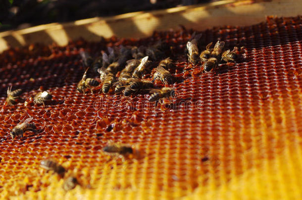 动物药物治疗背景蜜蜂养蜂