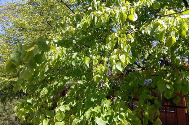 <strong>林登树</strong>的枝条上开着绿色的嫩叶
