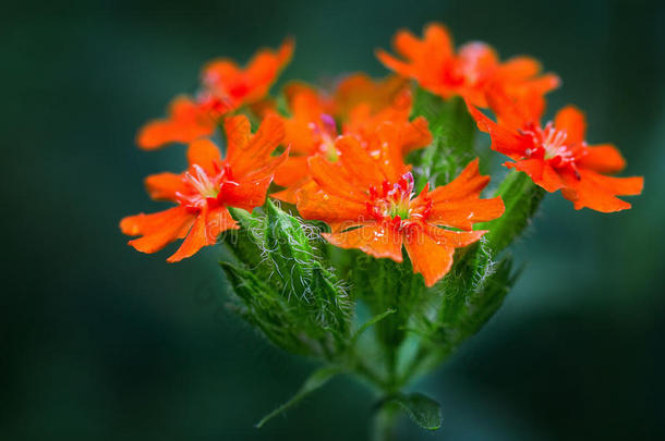 美女花束装饰花花园