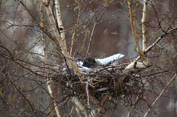 乌鸦在巢里覆盖着雪