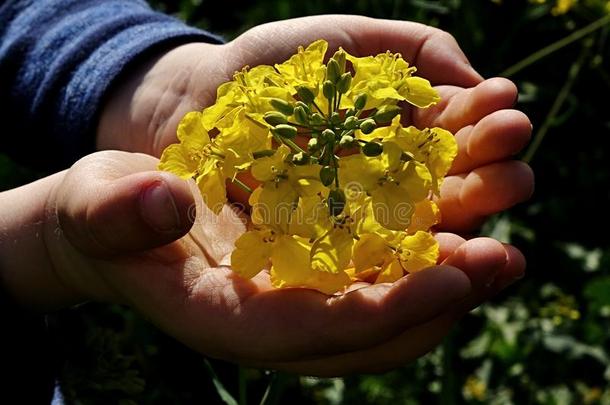 孩子们在地上握着油菜花（甘蓝型油菜）。