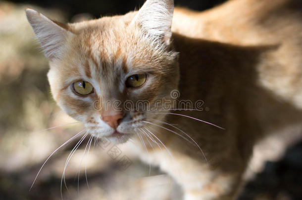 特写红色猫的照片。 美丽的眼睛。