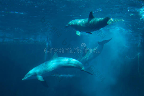常见宽吻海豚(TursiopsTruncatus)。