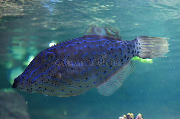 放射虫明矾动物水族馆大西洋