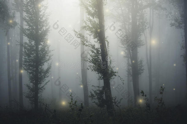 童话森林，仙女在神秘的幻想森林中发光