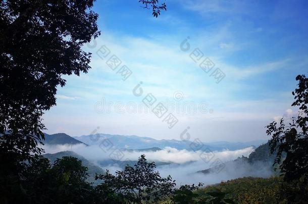 瓷器山茶树西双版纳