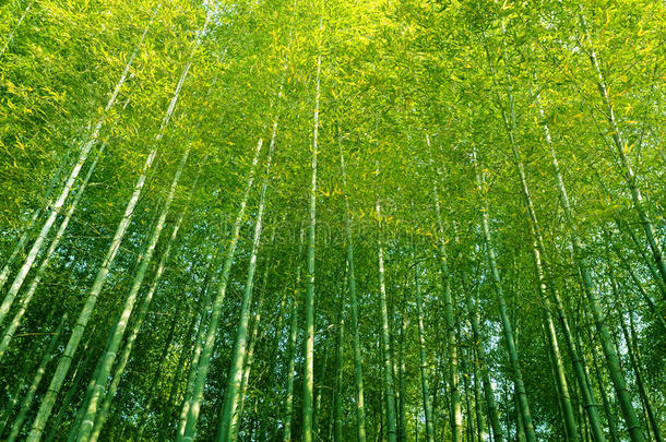 竹林高大的树木中国仰望树冠