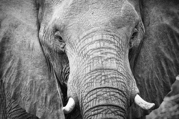 大象的牙齿和嘴巴特写与细节艺术转换