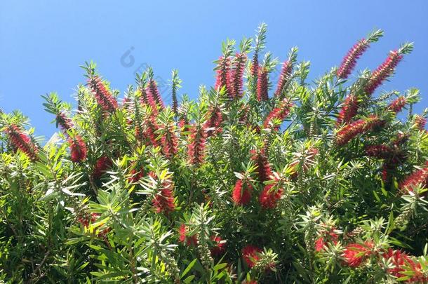 香茅植物在南达托纳开花