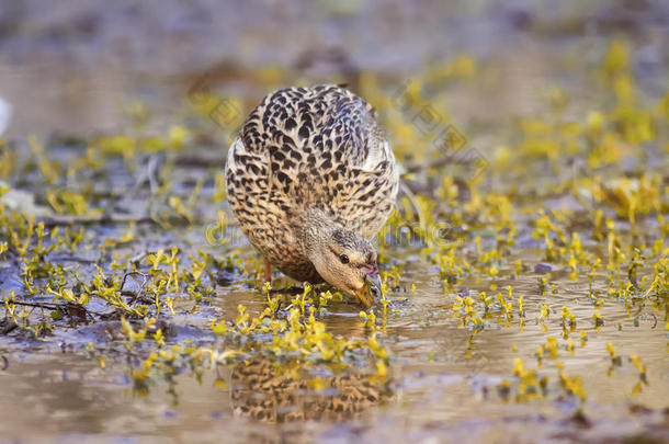 捕食鸟在交配季节，母鸭在水边的草地上寻找食物