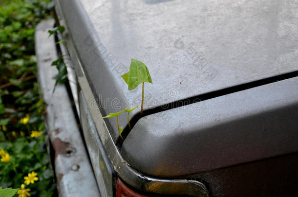 生态植物开始了它的生命，并从一辆破旧的汽车的后备箱里生长。 生态。
