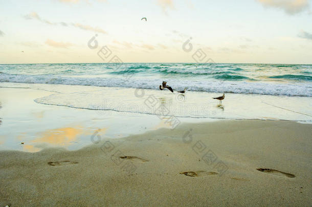 海滩脚步声前景岛屿迈阿密