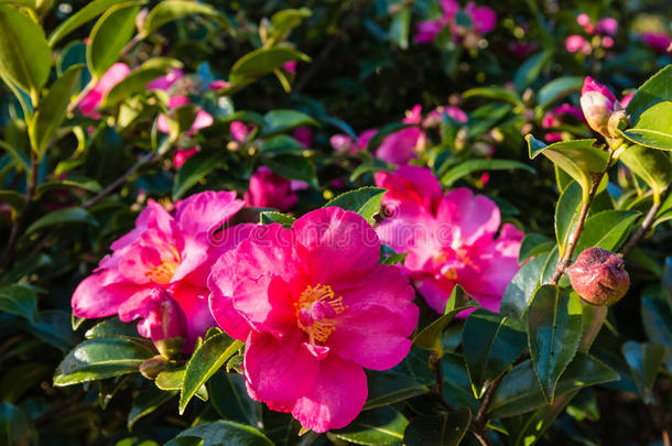 盛开的粉红色山<strong>茶花</strong>