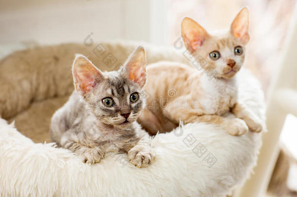 可爱的两只小猫用毛绒篮子窥视