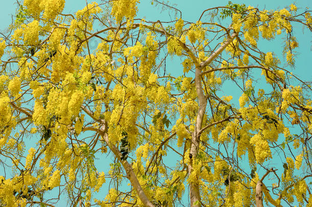 青色天空中的金色淋浴或<strong>决明子瘘</strong>管，泰国国树
