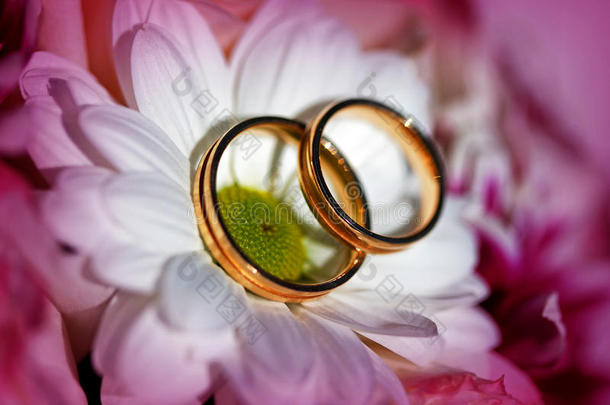 金色的结婚戒指在春天白色和<strong>紫色</strong>的<strong>花朵</strong>上