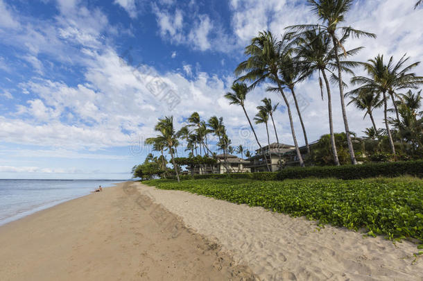 考艾岛夏威夷沙滩上的椰子树