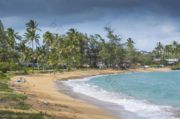 考艾岛夏威夷沙滩上的椰子树