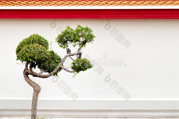 盆景树和小鸟在一个佛教寺庙的墙壁背景，曼谷，泰国。