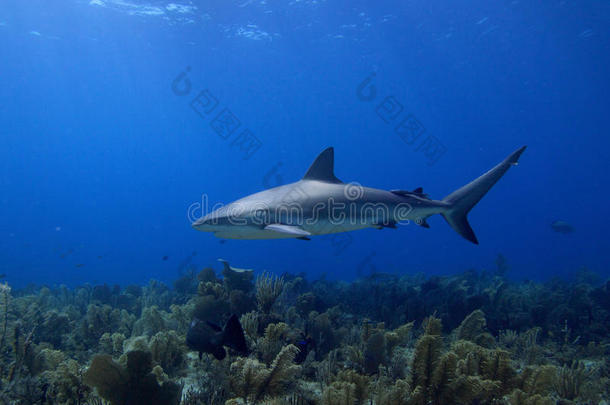 加勒比礁<strong>鲨鱼</strong>在拉贾丁德拉雷纳，古巴。