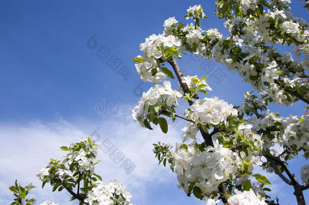 春天开花的苹果树