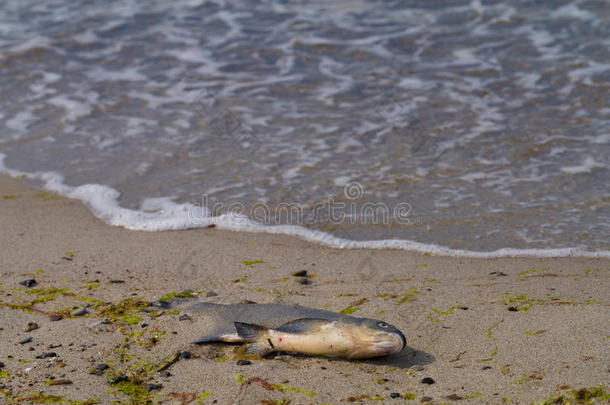 海滩上的死鱼