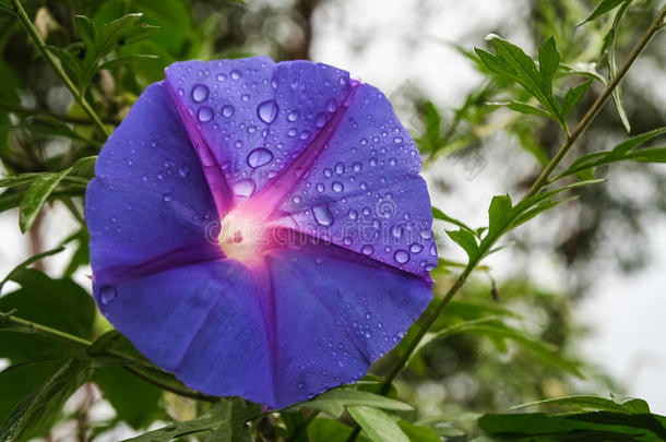 <strong>雨后</strong>美丽的蓝色花朵
