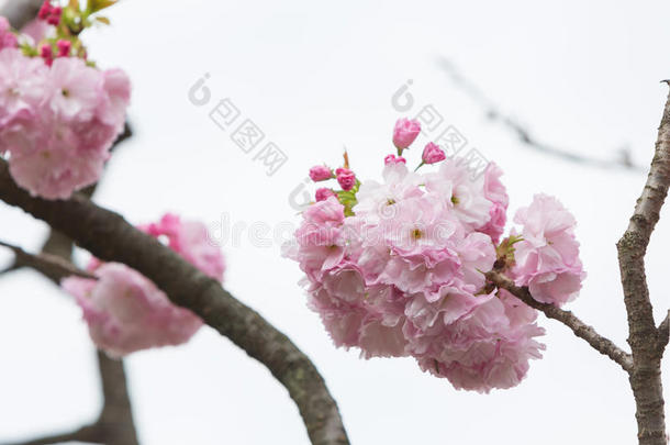 樱花，樱花季节在日本。