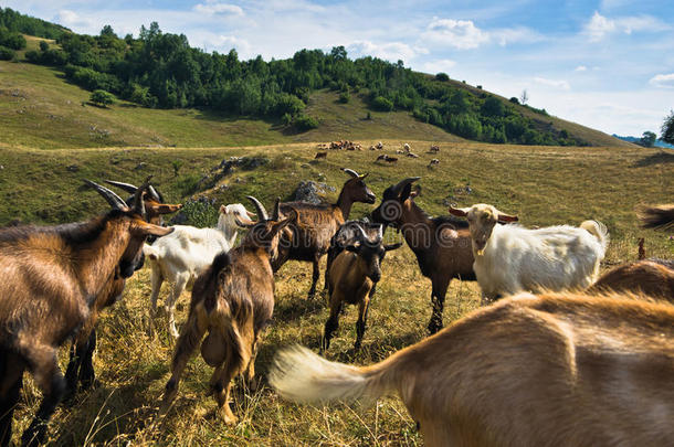 棕色和白色山羊在夏季晴天的草地上，西风高原